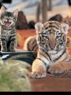 Other Wallpapers 0711